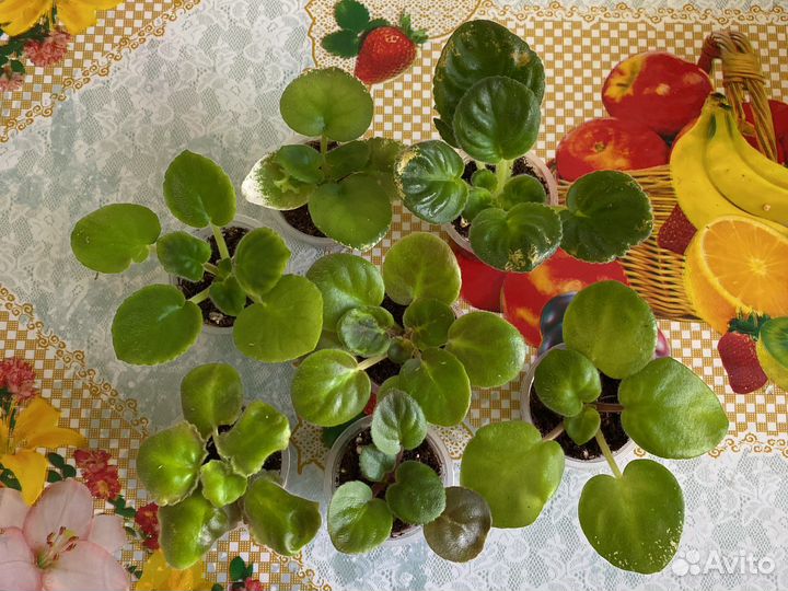 Детки сортовых фиалок