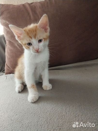 Котята 5р