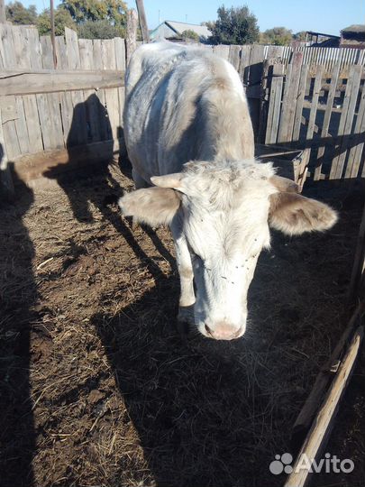 Тёлка стельная