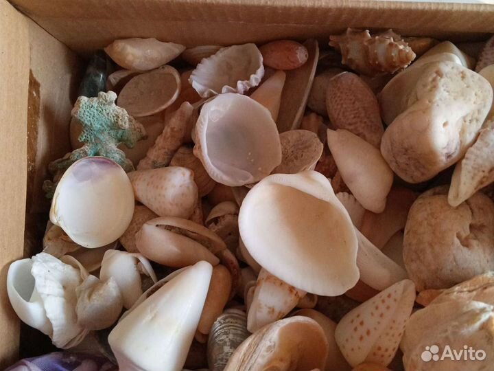 Ракушки (3 кг)