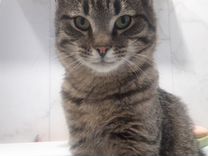 Котенок здоровый привитый полосатый (серый)