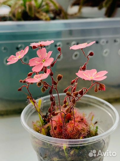 Карликовая росянка. Малыши 3шт