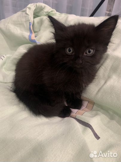 Отдам в добрые руки