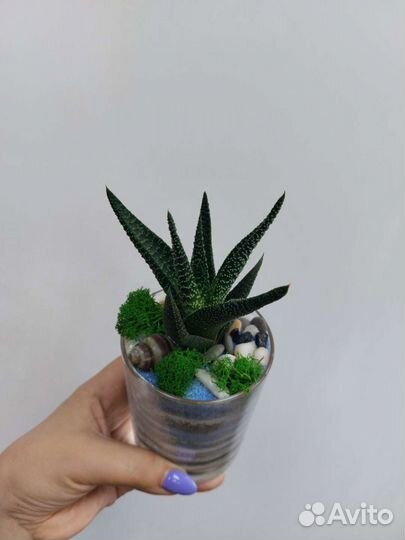 Кружечки с хавортией, с другими суккулентами