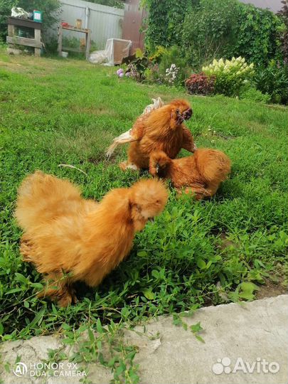 Куры шелковые, голландская белохохлая, лакеданзи