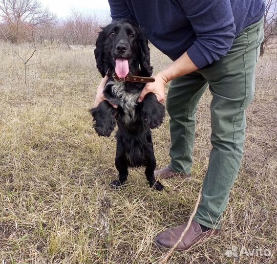 Русский спаниель вязка