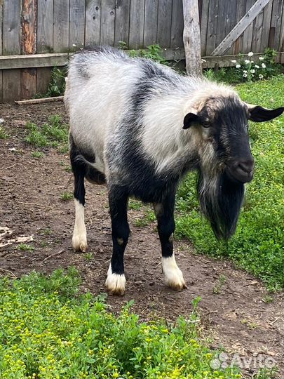 Козел на племя, альпийский