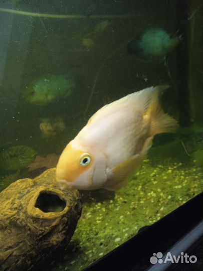 Рыбка попугай Кинг-конг