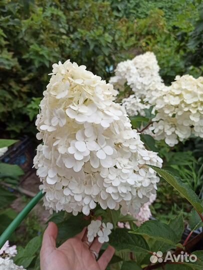 Гортензия Ванилла Фрейз