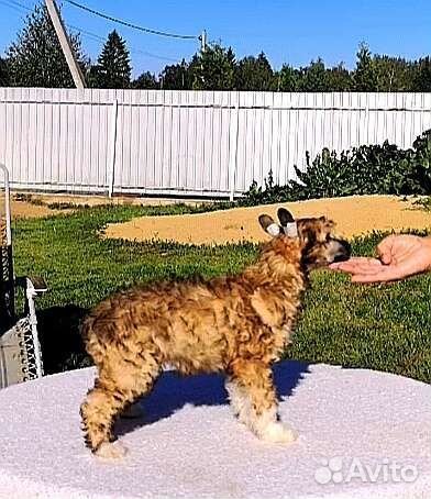 Китайские хохлатые щенки