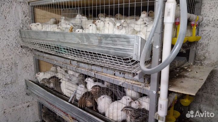 Техасский перепел