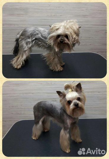 Стрижка собак, груминг, экспресс-линька