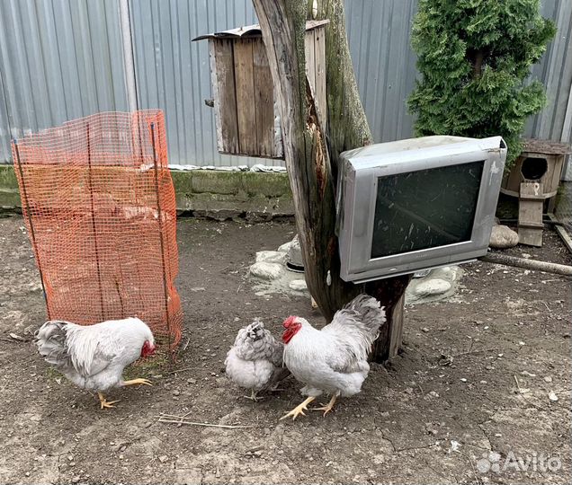 Виандот,брама (инкубационное яйцо)