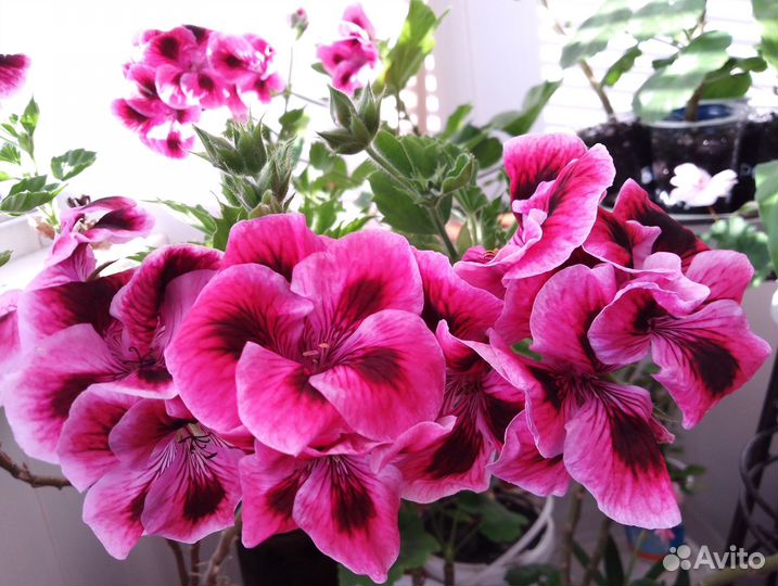 Королевская пеларгония, герань