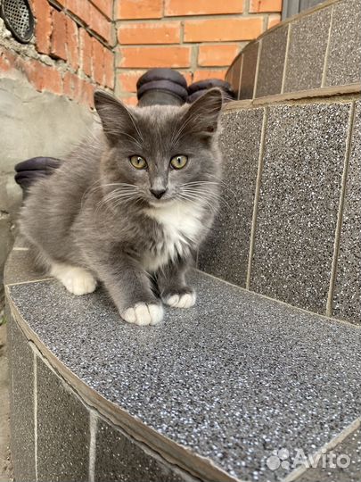 Котята в добрые руки, метис