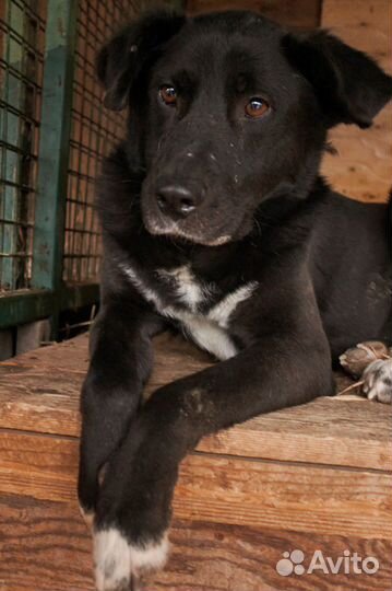 Возьмите счастье из приюта