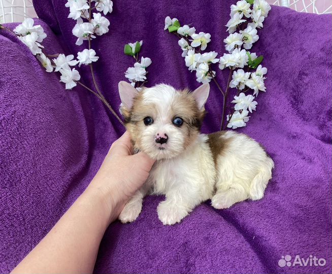 Мерле йорк белый голубоглазый мальчик