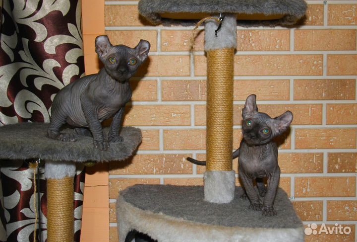 Канадский сфинкс Эльф