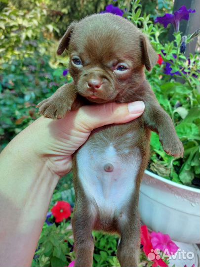 Шоколадные мальчики чихуа