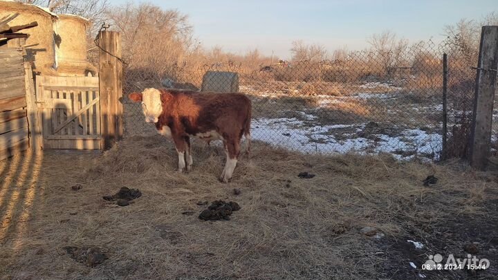 Продам корову стельную,и подсосного бычка