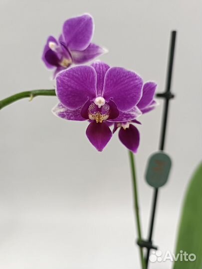 Орхидея Фаленопсис Purpur