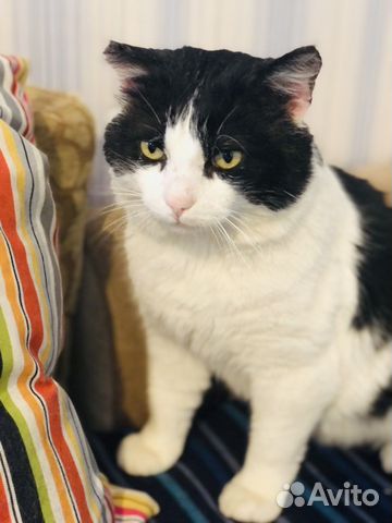 Шикарный кот Семён ищет хозяев