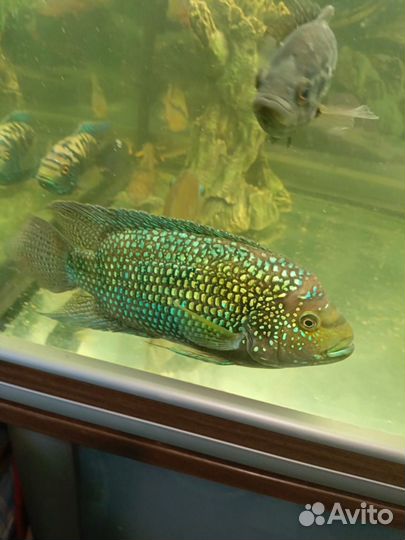 Аквариумные рыбы цихлиды