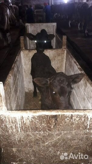 Бычки и тёлки