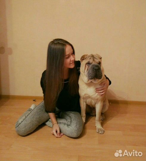 Выгул собак