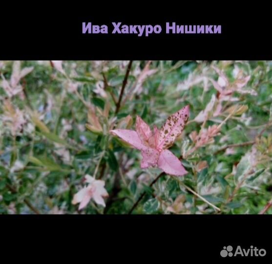 Ива хакуро нишики