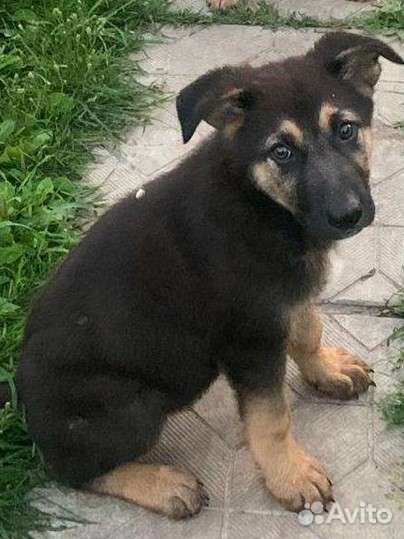 Щенки в добрые руки