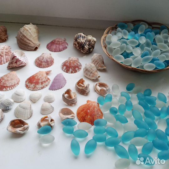 Морские ракушки раковины