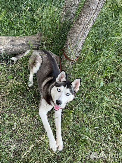 Сибирский хаски
