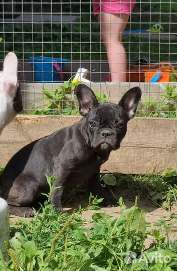 Французский бульдог