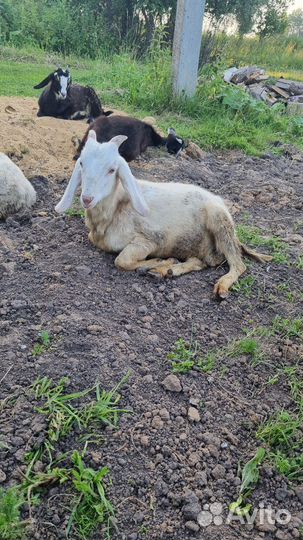 Нубийский козлик на племя