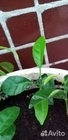 Мандариновые деревья