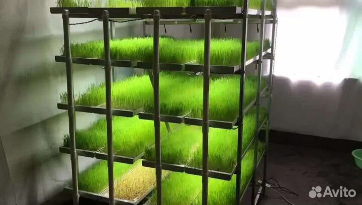 Витграсс натуральный легкоусвояемый полезный