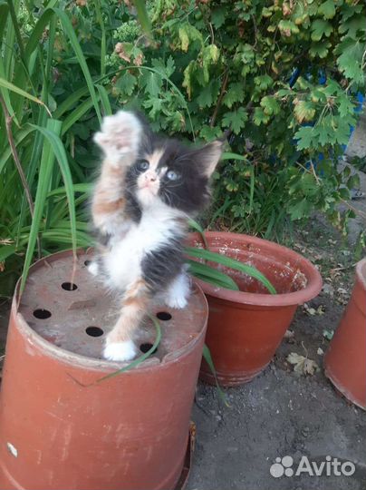Котята мейн-кун