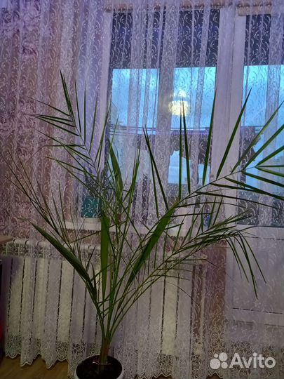 Финиковая пальма