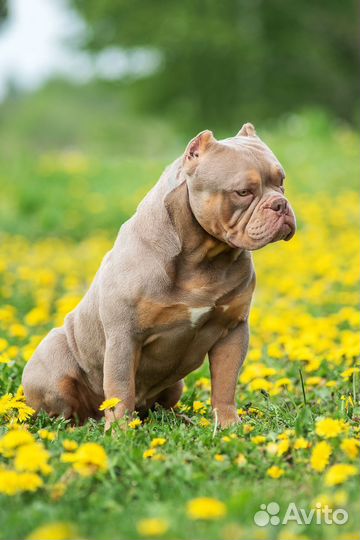 Американский булли кобель1.5 года импорт Испания