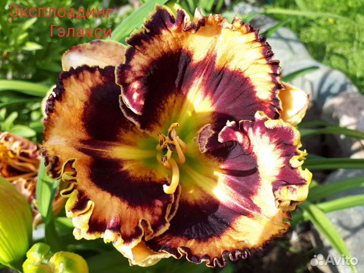 Коллекционные Лилейники