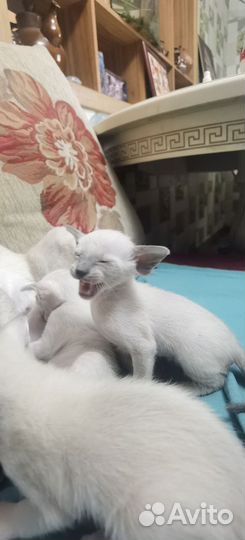 Ориентальная