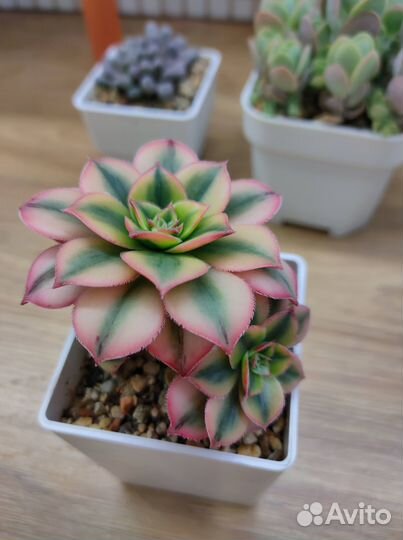 Редкие суккуленты