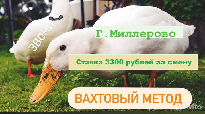 Упаковщики вахтой в Миллерово