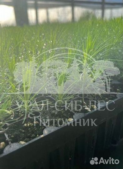 Сеянцы зкс Сосна Ель Лиственница окс Голуб Горн