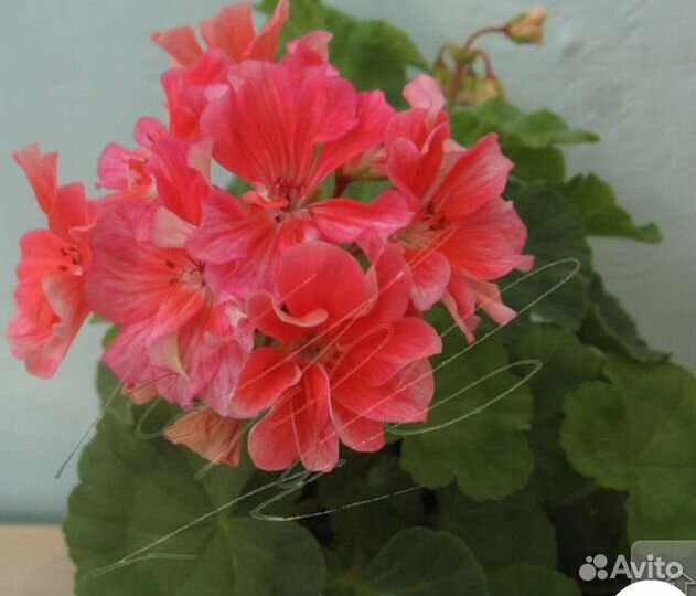 Пеларгония