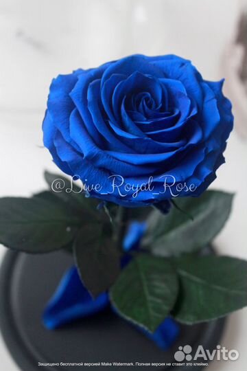 Роза в колбе Самара Хит Сезона