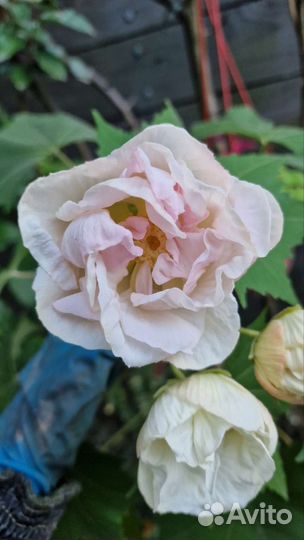 Гибискус изменчивый для улицы и дома