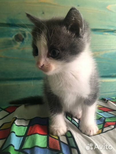 Отдам в добрые руки котенка девочку