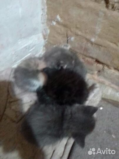 Отдам котят в добрые руки